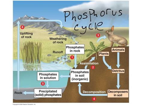 The Phosphorus Cycle Made Simple: Easy-to-Follow Diagram