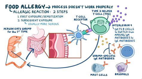 Food Allergy Video Anatomy Definition And Function Osmosis