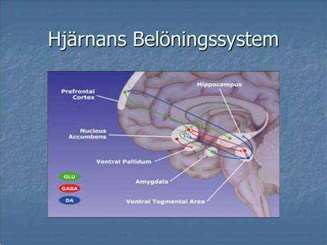 PPT Hjärnan Och Dess Belöningssystem PowerPoint Presentation free