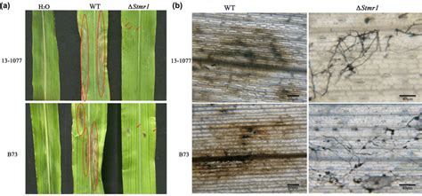 The Pathogenicity Of The Wild‐type Strain Wt And Knockout Mutant