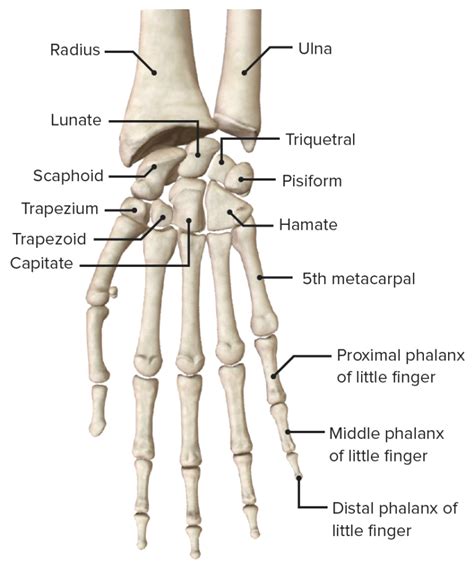 Hand Anatomy Concise Medical Knowledge