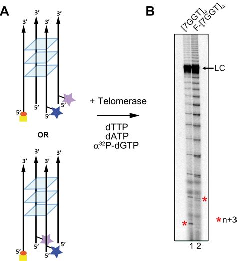 A Mechanism For The Extension And Unfolding Of Parallel Telomeric G