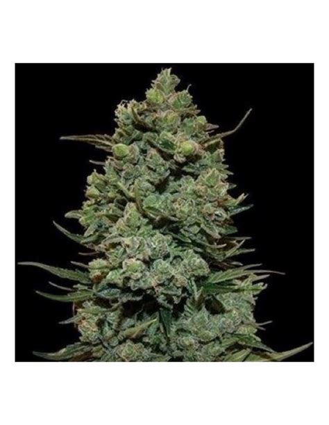 Auto Girl Scout Cookies Feminised Gnomes Seeds