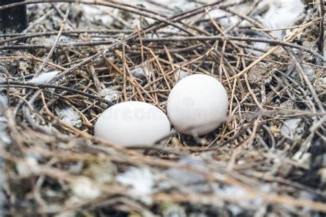 O Pombo Branco Do Ninho Do Pássaro Mergulhou Os Ovos Colocados No Ninho