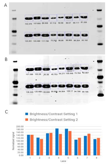 Software Choice Can Reduce Western Blot Data Analysis Variability