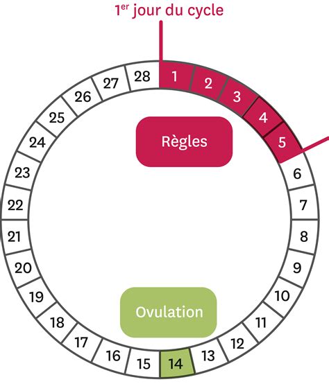 Le cycle féminin théorique