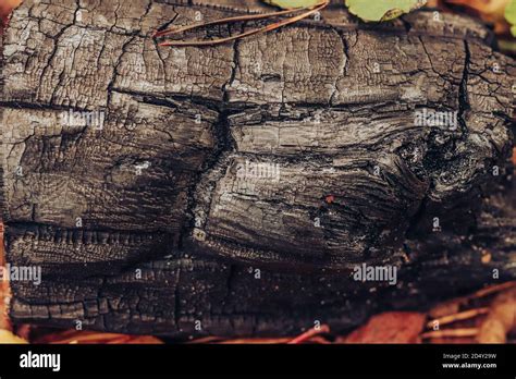 Carbón de leña de madera negro en un bosque closeup Fondo de textura