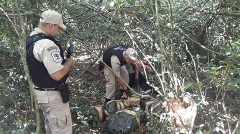 Prefectura Naval secuestró más de 330 kilos de marihuana en Corpus