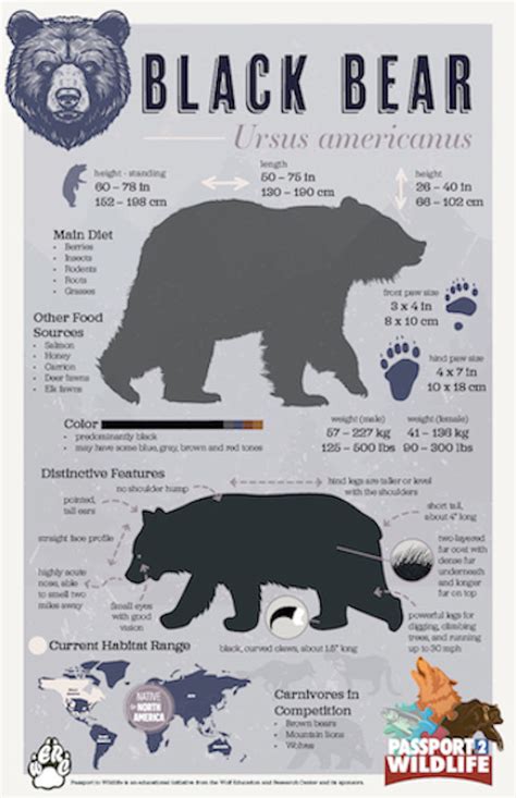 Black Bear Facts 11x17 Poster – Owl Brand Discovery Kits