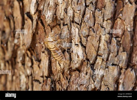 Cicada Husk On Tree Bark Stock Photo Alamy