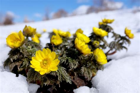 福寿草の育て方！花が咲かない原因・植えっぱなしできるかなど徹底紹介 スキハナ