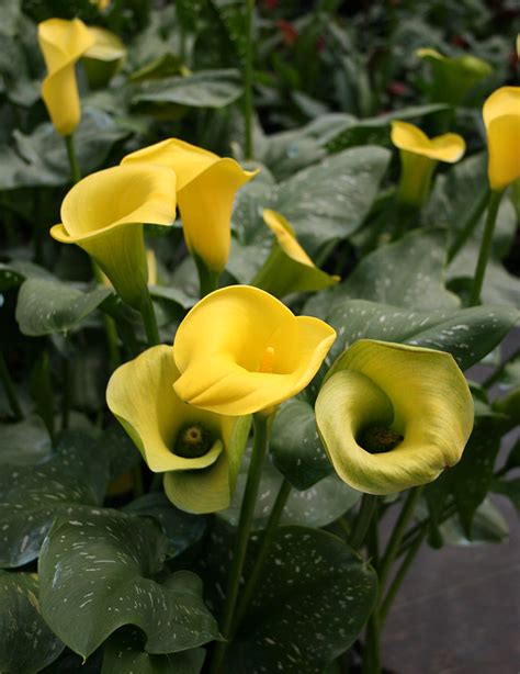 Millennium Queen Calla Lily Holland Bulb Farms 73134