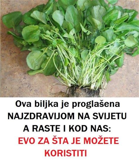 Ova Biljka Je Progla Ena Najzdravijom Na Svijetu A Raste I Kod Nas