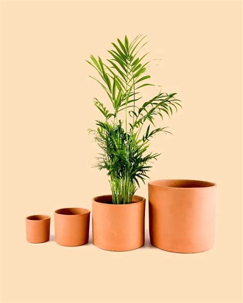 Three Potted Plants In Front Of An Orange Wall And Four Smaller Pots On