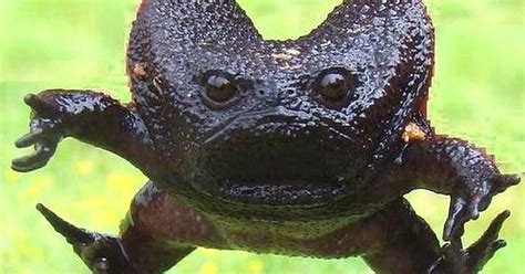 The Nicest Pictures: Black Rain Frog (Breviceps Fuscus)