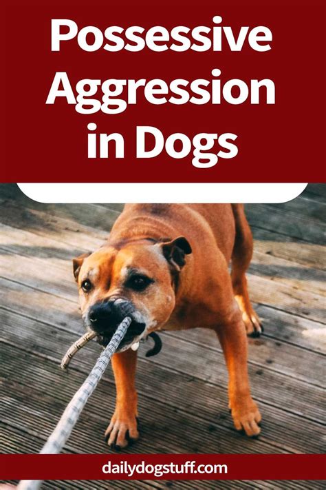 Possessive Aggression In Dogs 5 Reasons Why And How To Stop It Dog