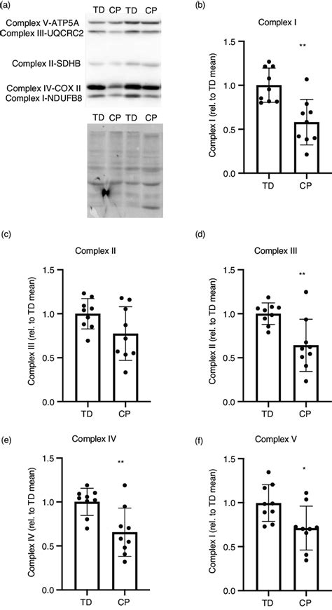 Skeletal Muscle Oxidative Phosphorylation Oxphos Protein Levels In