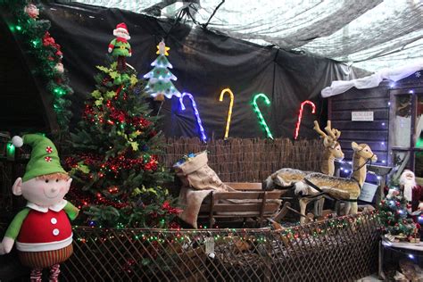 Christmas Gallery | North Walsham Garden Centre