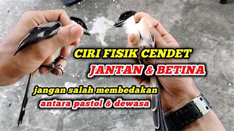 Ciri Cendet Jantan Betina Perbedaan Cendet Pastol Dan Dewasa Jantan