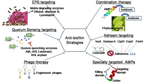 Frontiers Natural Anti Biofilm Agents Strategies To Control Biofilm