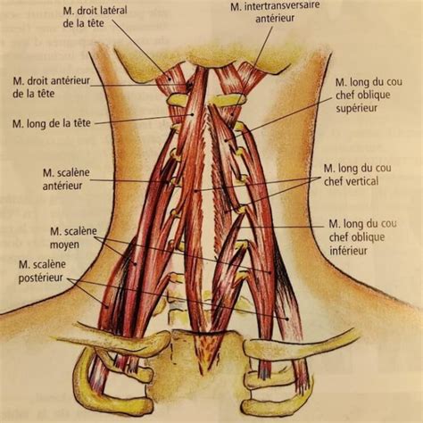 Les Spl Nius Deux Muscles Responsables De La Mobilit Cr Niale Et