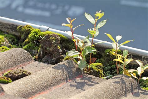 How To Keep Leaves Out Of Your Gutters Holy City Gutterworks