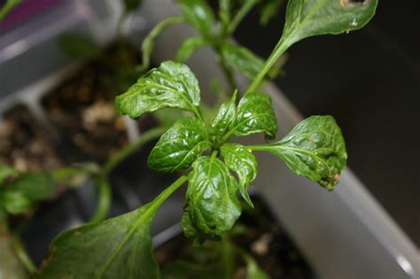 Dealing With Broad Mite Greenhouse Product News