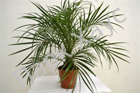 Финик канарский, пальма, купить в Ростове, Phoenix canariensis ...
