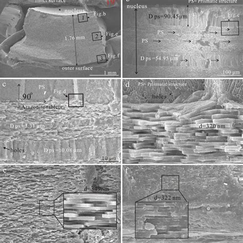 SEM Images Of The Freshly Fractured Surface Of The Nacre Of Sample 19