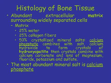 Bone Tissue Ch 6 Histology Of Bone