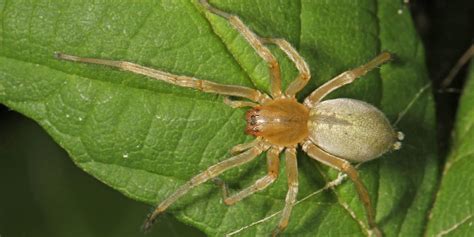 Yellow Sac Spider Bite