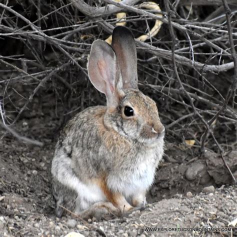 DESERT MAMMALS PHOTO GALLERY - Explore the Tucson Mountains