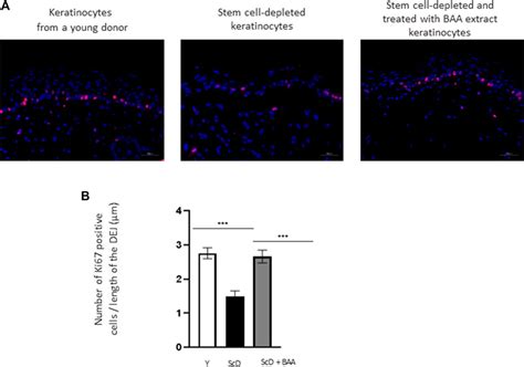 Frontiers Skin Protective Biological Activities Of Bio Fermented