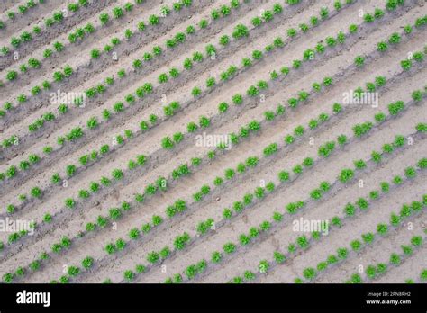 Aerial View Over Rows Of Green Shoots Of Potato Plants Solanum