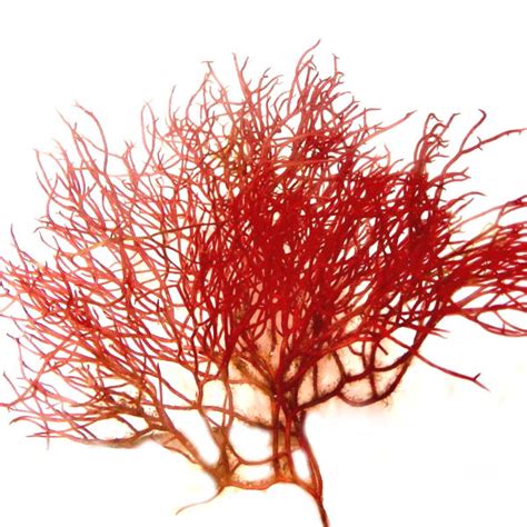 4 Oz Red Ogo Gracilaria Gracilaria Parvispora Algae Barn