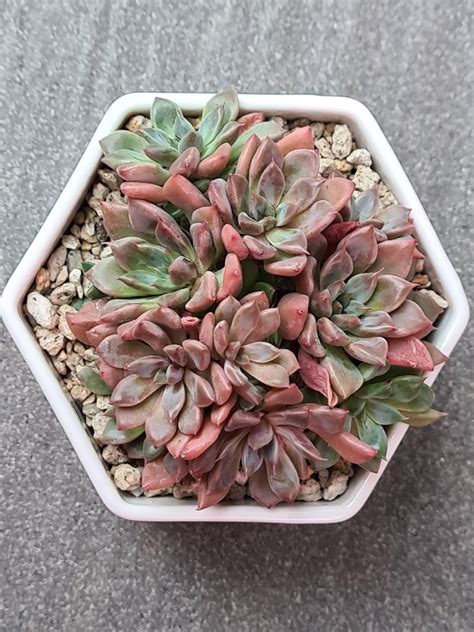 Graptopetalum Hermes Furniture Home Living Gardening Plants