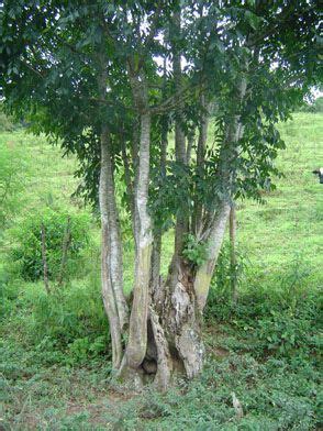 Ch Da Planta Pau Pereira Ch Benef Cios Plantas Medicinais