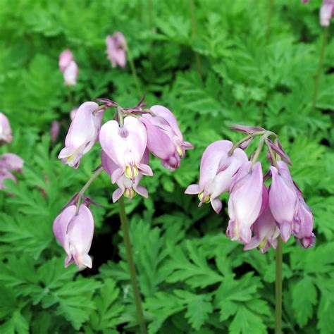 Bleeding Hearts Dicentra Flower Leaf Care Uses PictureThis