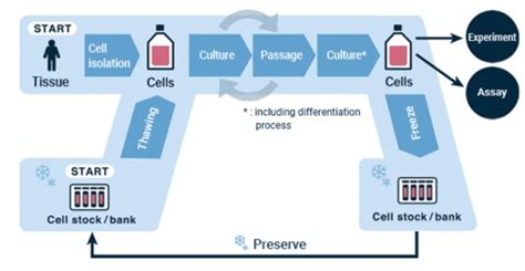 Flowchart of a generalized cell culture process [31]. | Download ...