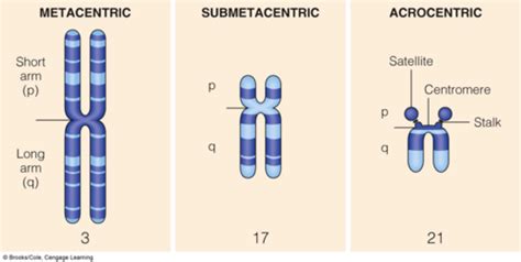 Cytogenetics And Disorders Of Autosomes Flashcards Quizlet