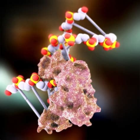 3d model dna ligase protein