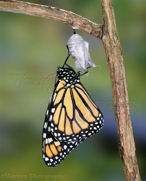 Monarch Butterfly hatching photo WP03449