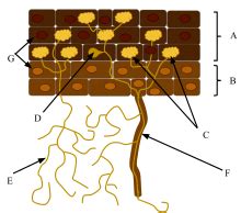 Mykorrhiza - Mycorrhiza - qaz.wiki