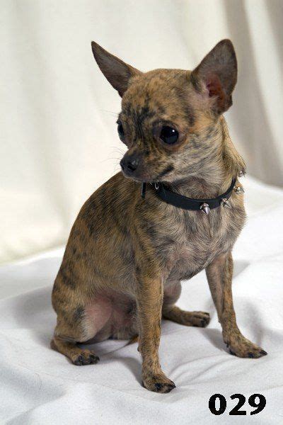 Rat Terrier Chihuahua Mix Brindle - Pets Lovers