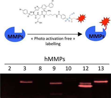 活性基质金属蛋白酶的配体定向修饰：无光不稳定基团的基于活性的探针angewandte Chemie International