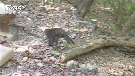 柴山獼猴搶食物還咬人！ 登山客被騷擾2分鐘手臂紅腫滲血 Yahoo奇摩汽車機車