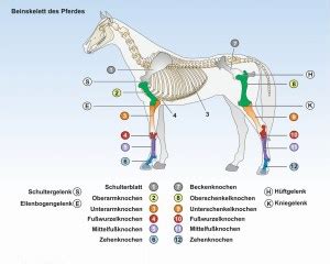 Unterrichtssoftware Biologie Unterrichtssoftware Das Pferd