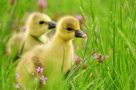 Toulouse Goslings Stock Image Image Of Grass Chick 69722531