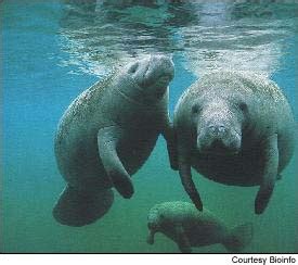 Crystal River Florida - Manatees use the upper Crystal River area as a ...