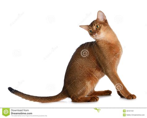 Gato Novo Abyssinian Isolado No Fundo Branco Imagem De Stock Imagem